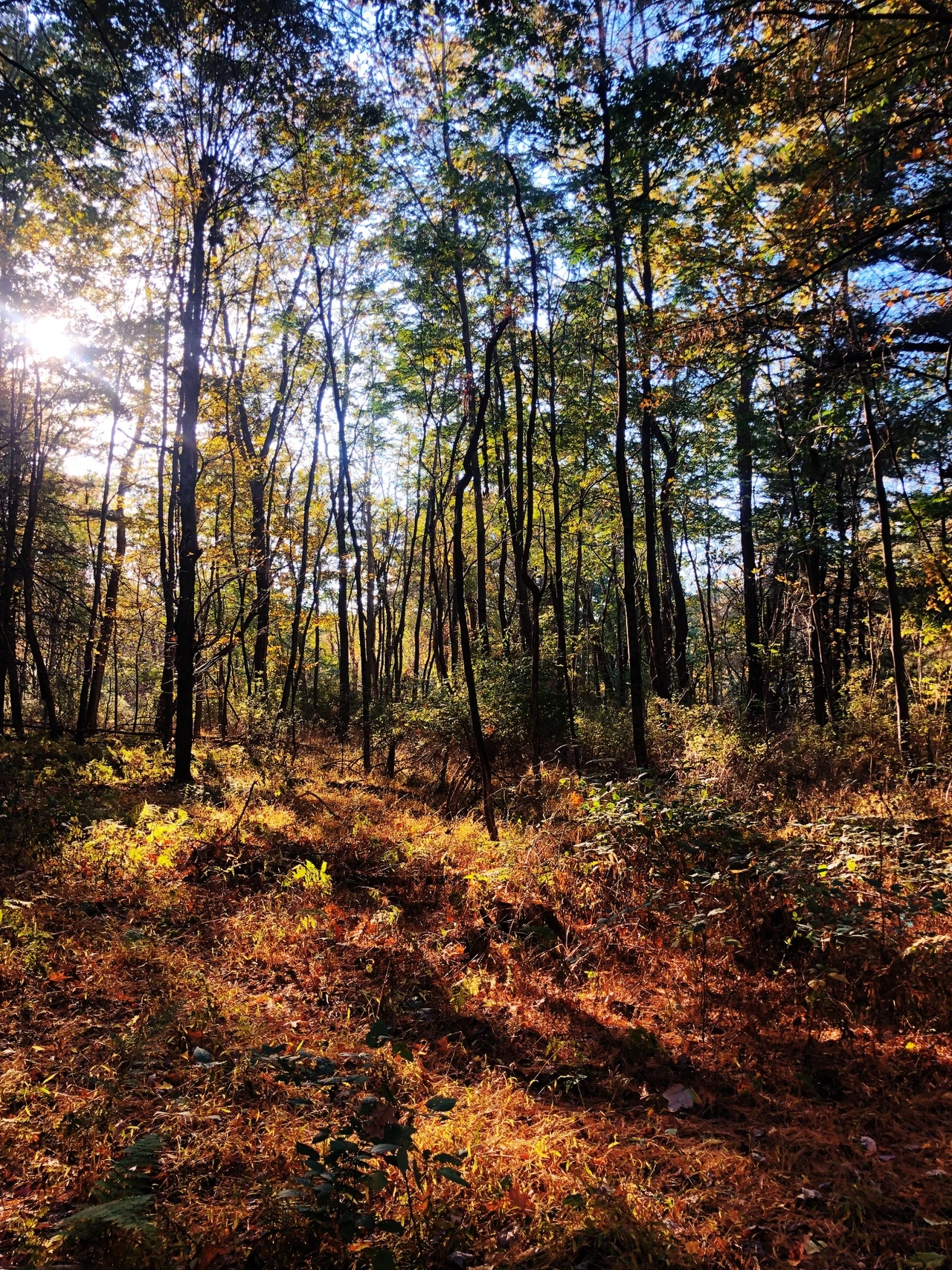 Sunlight filtering through a Hudson Valley forest
