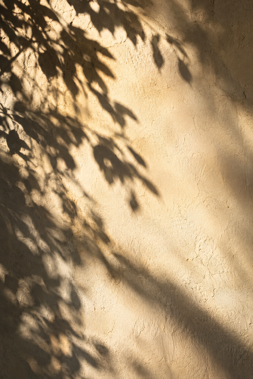 Morning light filtering through tree branches onto a warm plaster wall