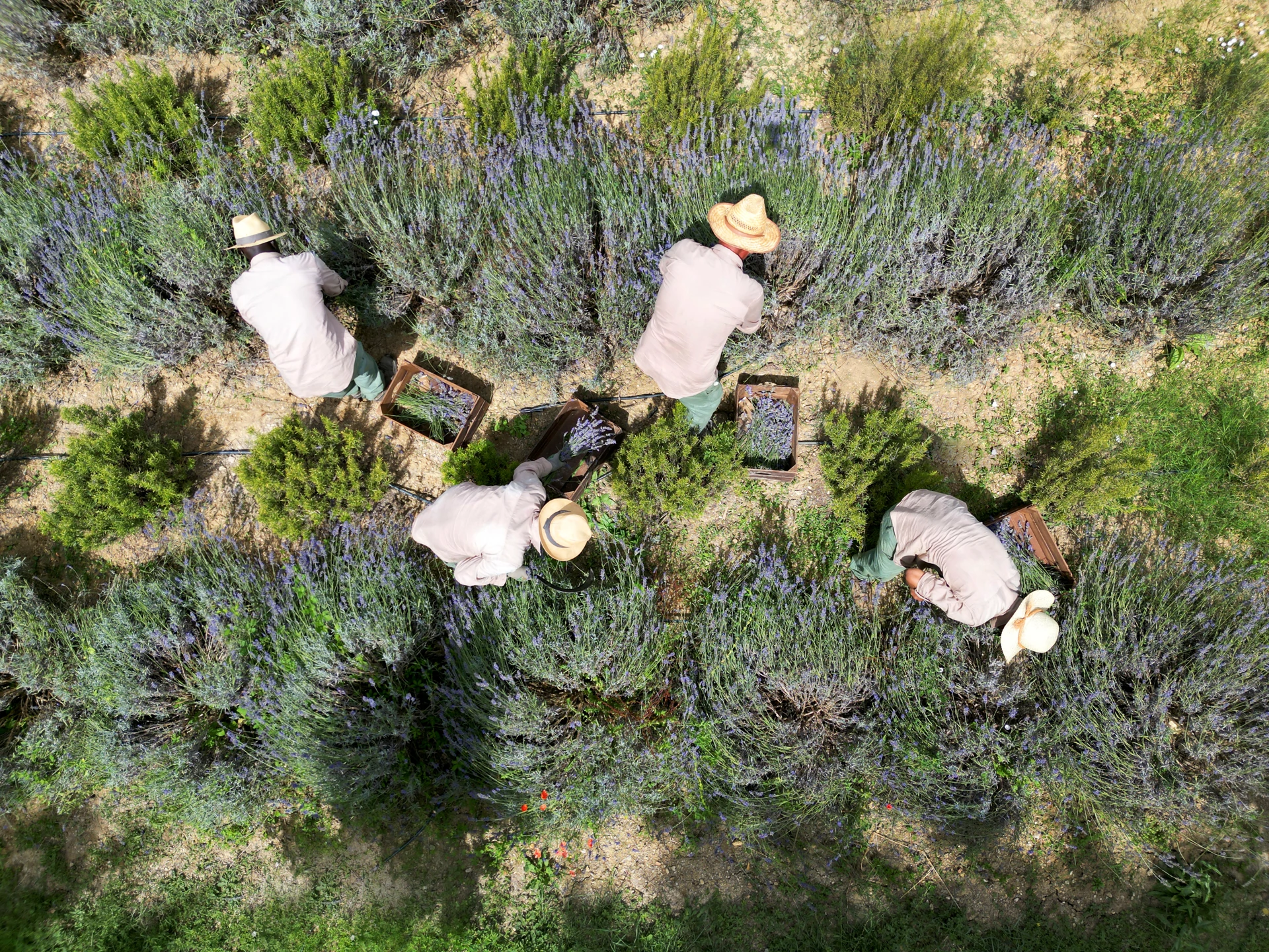 Harvesting lavender at Seed to Skin Tuscany