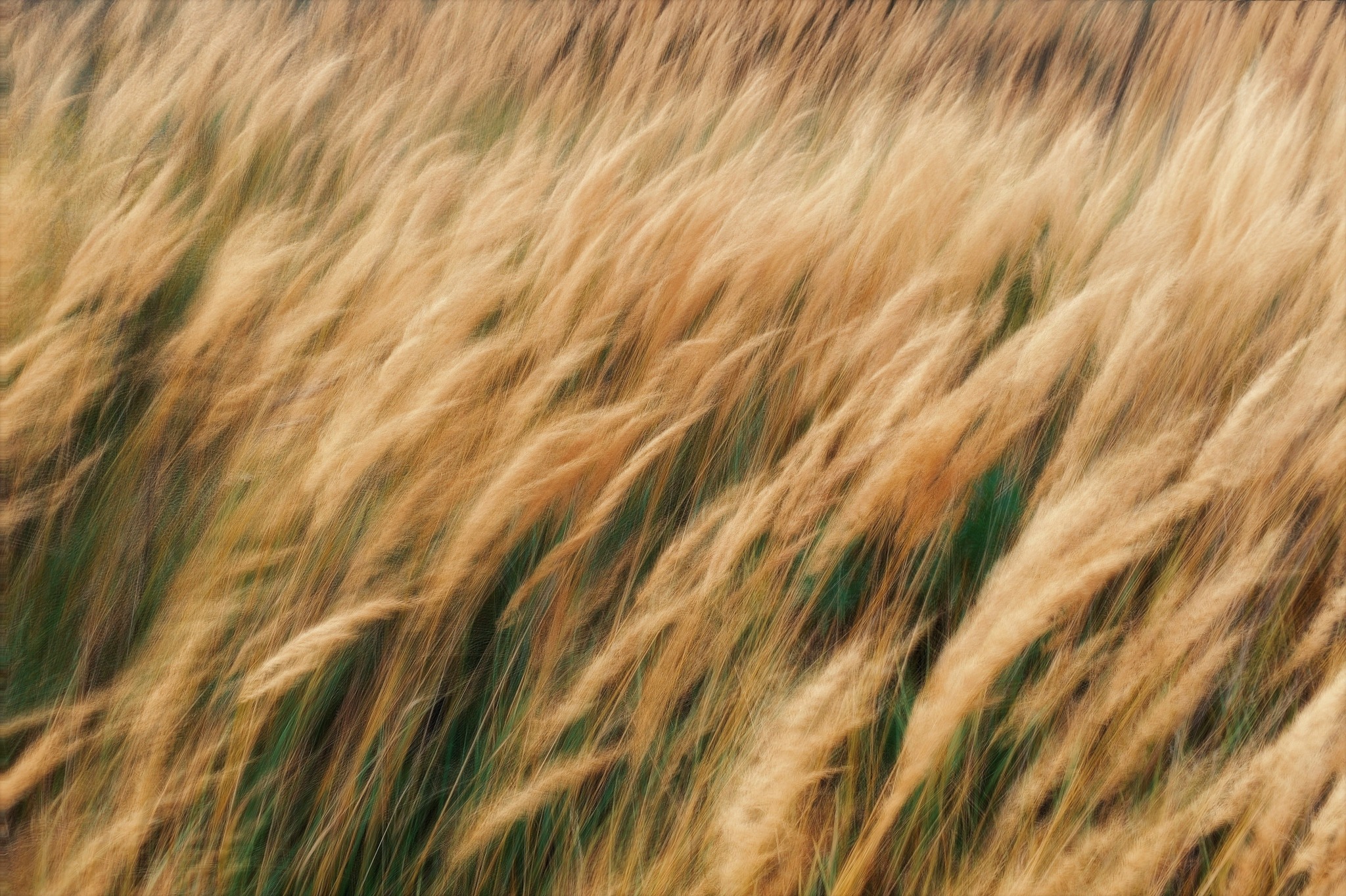 Golden grasses moving in the wind
